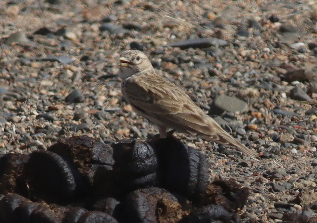 亚洲短趾百灵(Alaudala cheleensis)