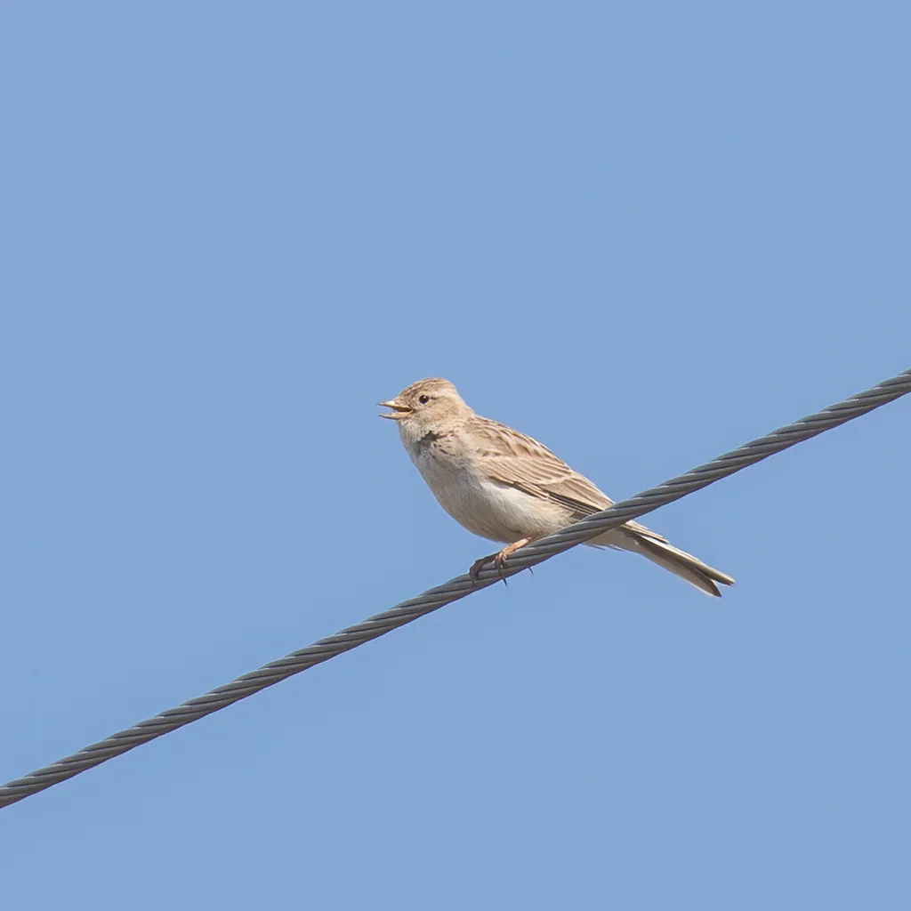 亚洲短趾百灵(Alaudala cheleensis)