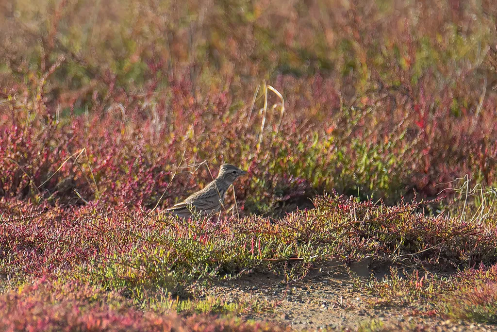 亚洲短趾百灵(Alaudala cheleensis)