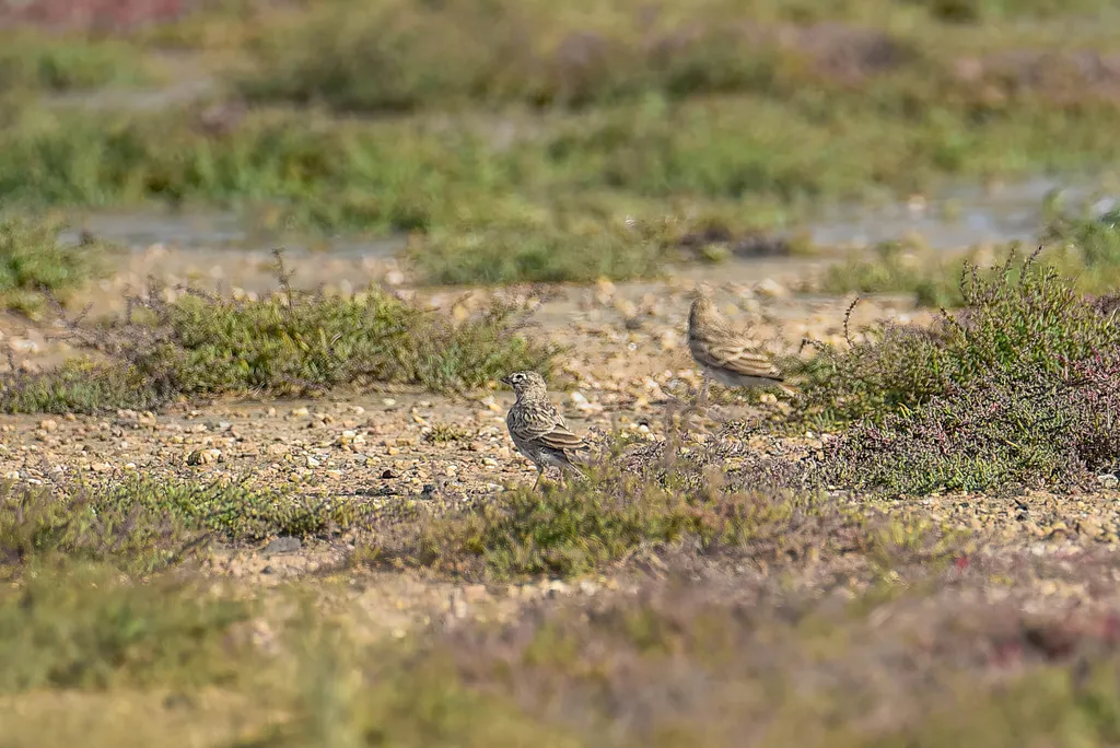 亚洲短趾百灵(Alaudala cheleensis)