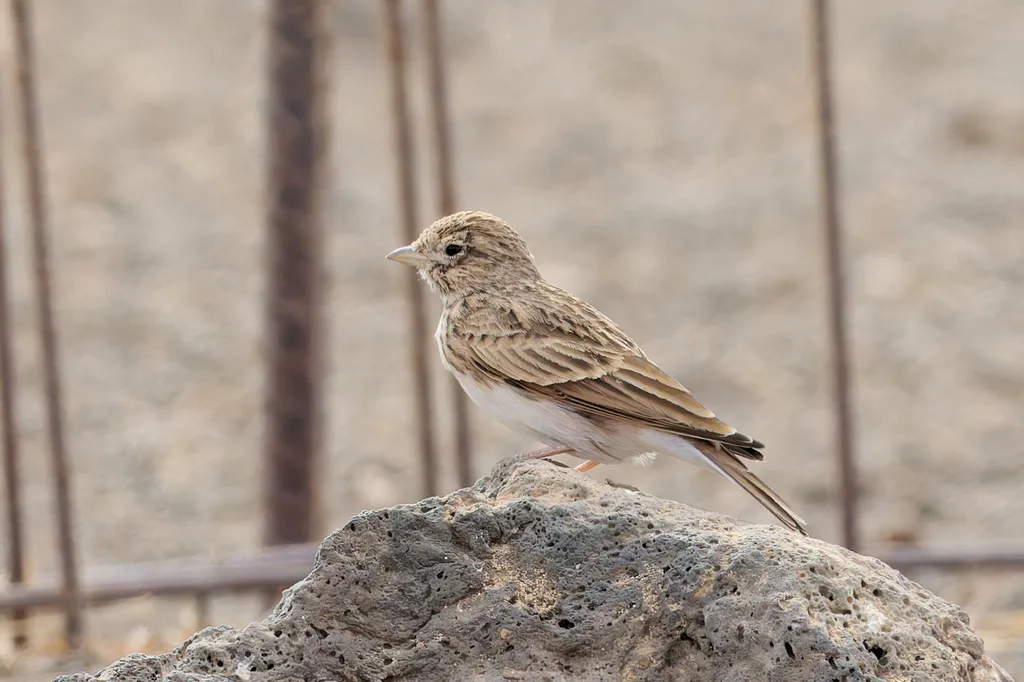 小短趾百灵（Alaudala rufescens）