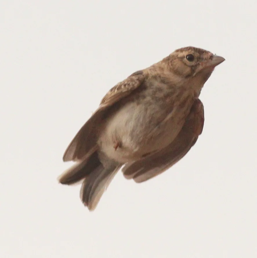 小短趾百灵（Alaudala rufescens）