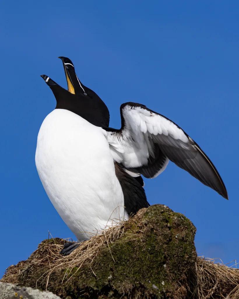 刀嘴海雀(Alca torda)