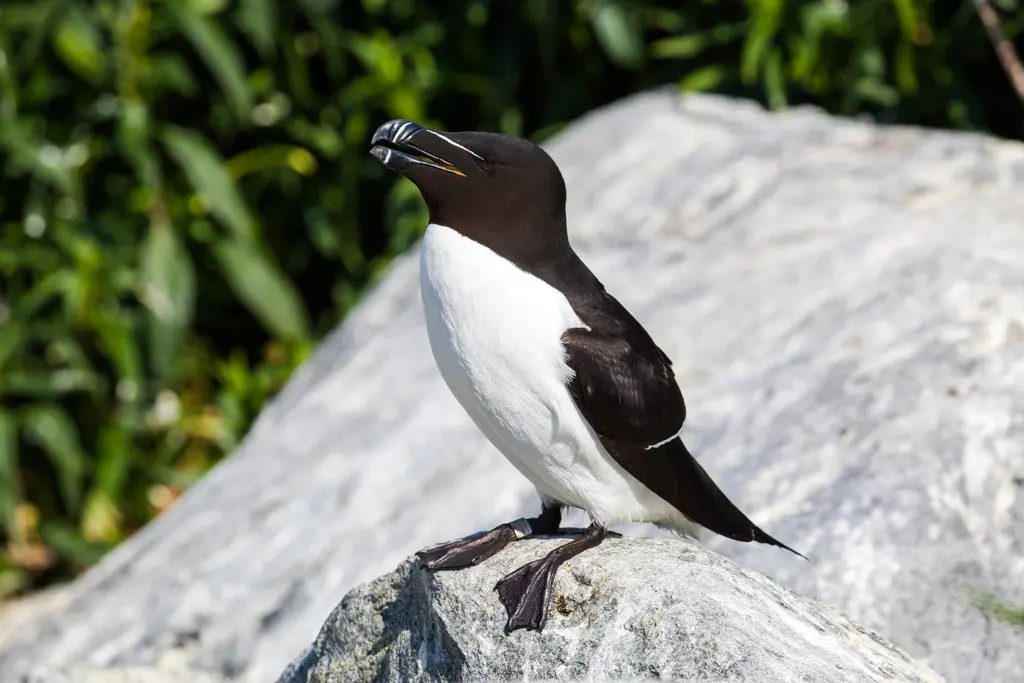 刀嘴海雀(Alca torda)