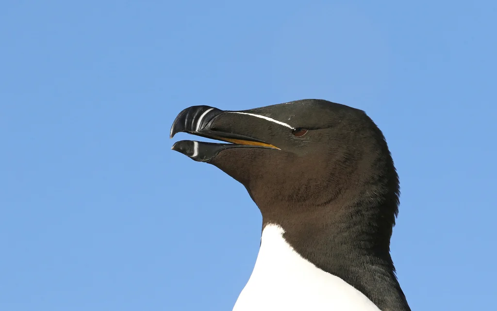 刀嘴海雀(Alca torda)