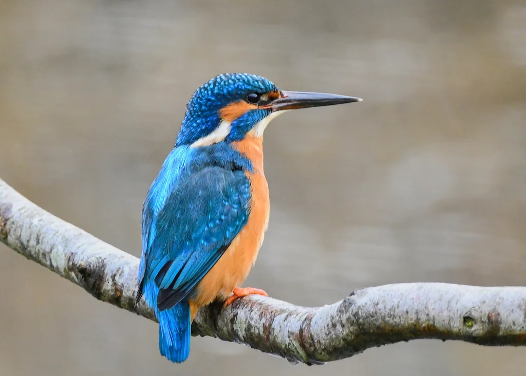 普通翠鸟(Alcedo atthis)