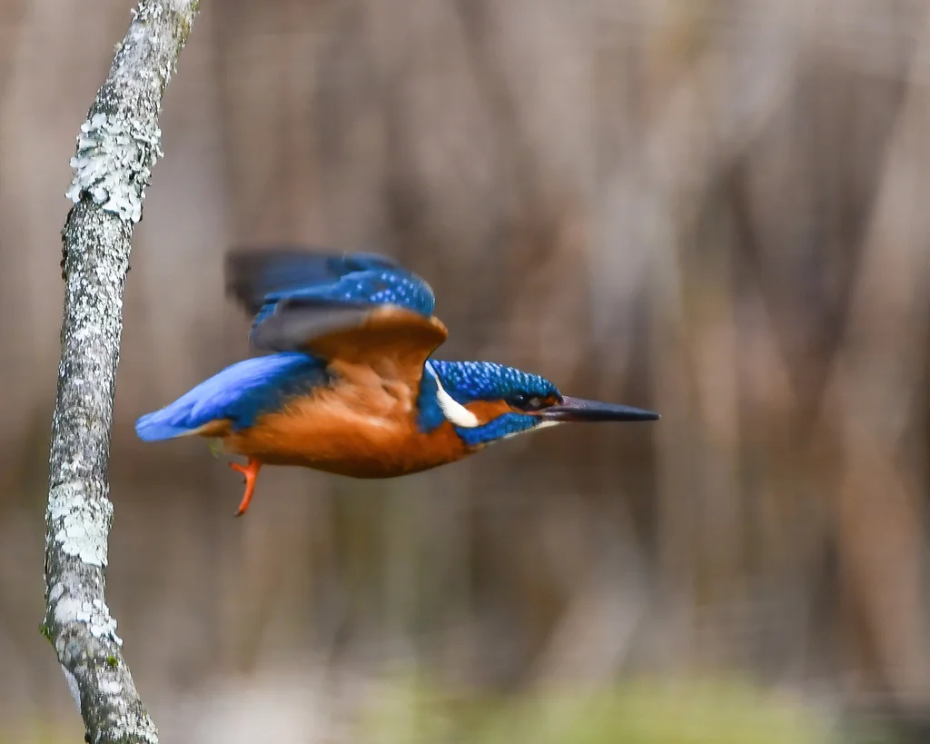 普通翠鸟(Alcedo atthis)
