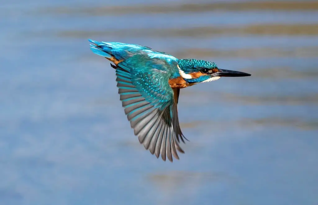 普通翠鸟(Alcedo atthis)