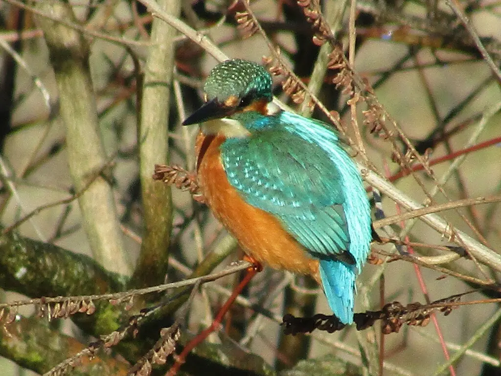 普通翠鸟(Alcedo atthis)