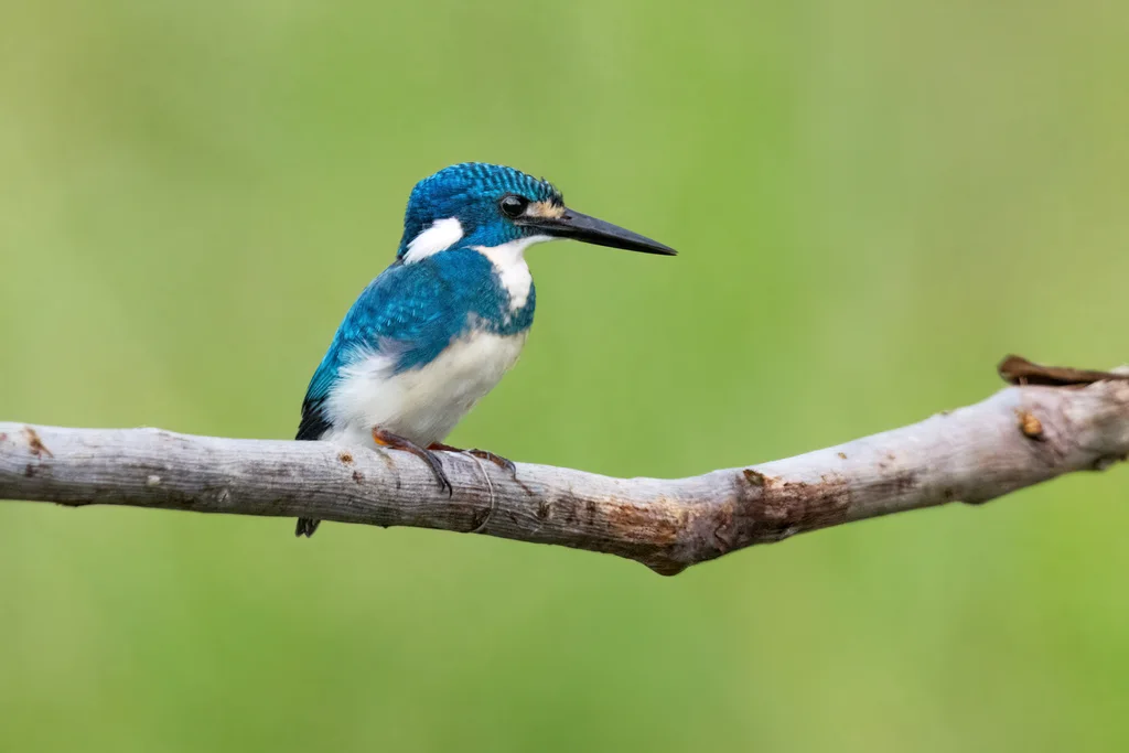 小蓝翠鸟(Alcedo coerulescens)
