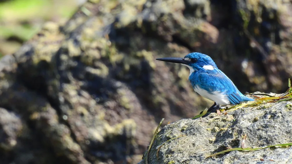 小蓝翠鸟(Alcedo coerulescens)