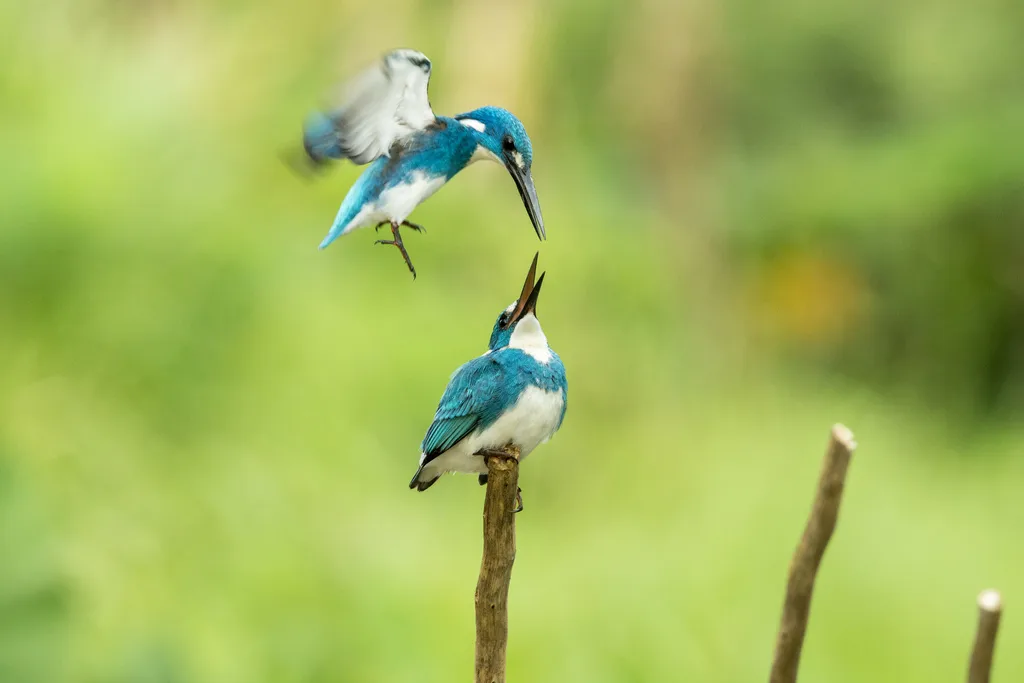 小蓝翠鸟(Alcedo coerulescens)