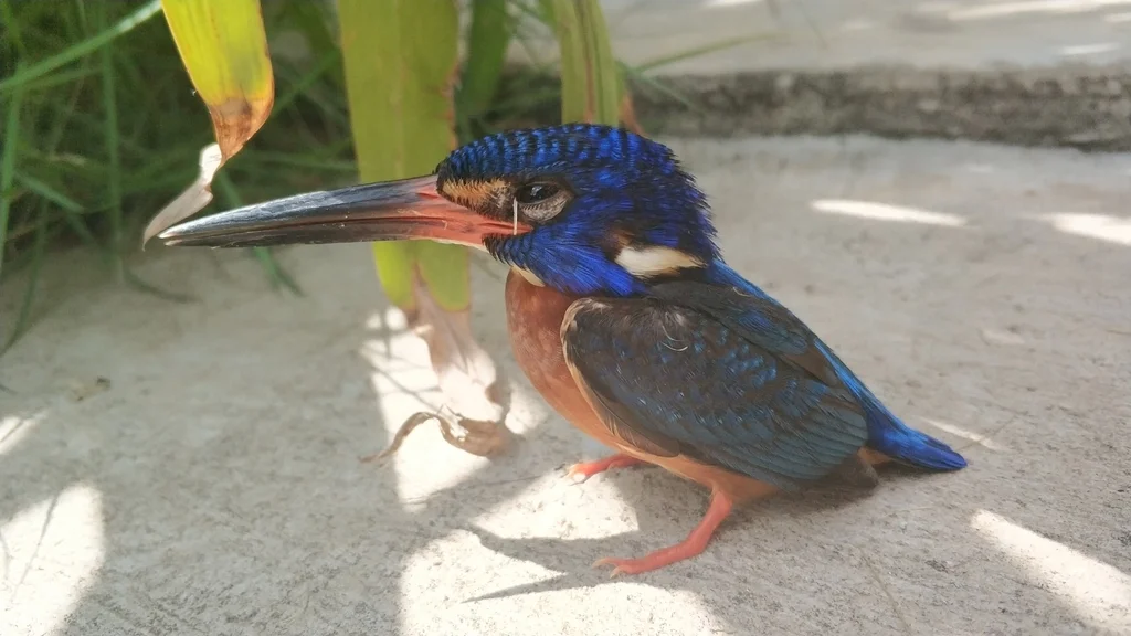 蓝耳翠鸟(Alcedo meninting)