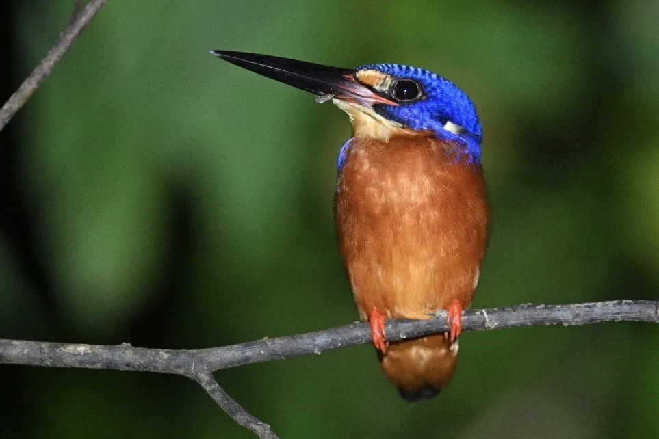 蓝耳翠鸟(Alcedo meninting)