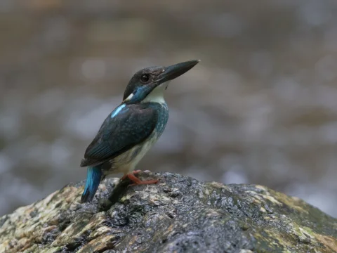 马来蓝带翠鸟
