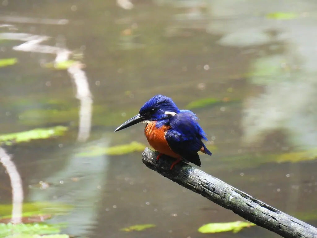 亮蓝翠鸟(Alcedo quadribrachys)