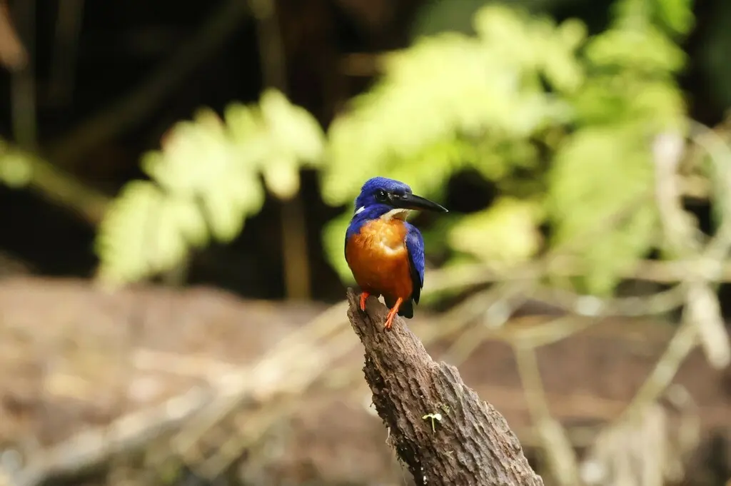 亮蓝翠鸟(Alcedo quadribrachys)