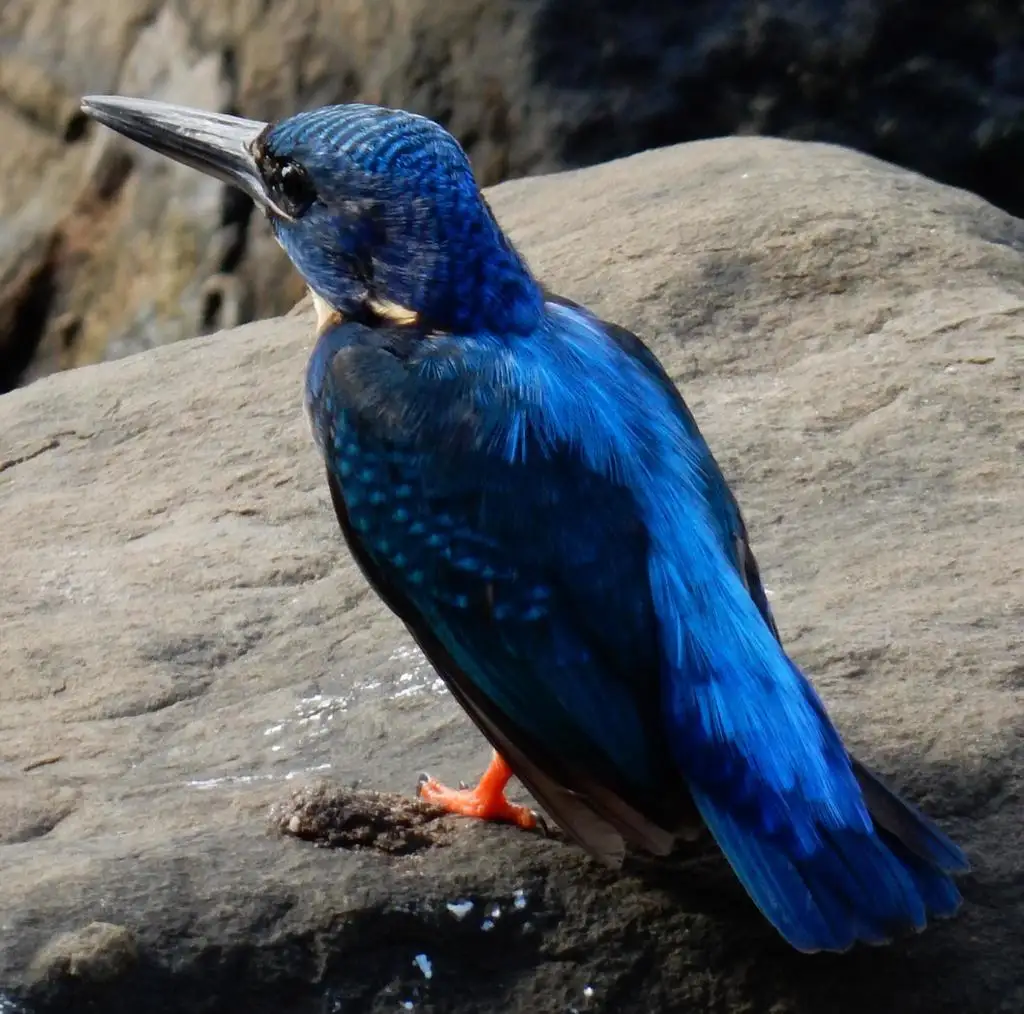 半领翠鸟(Alcedo semitorquata)