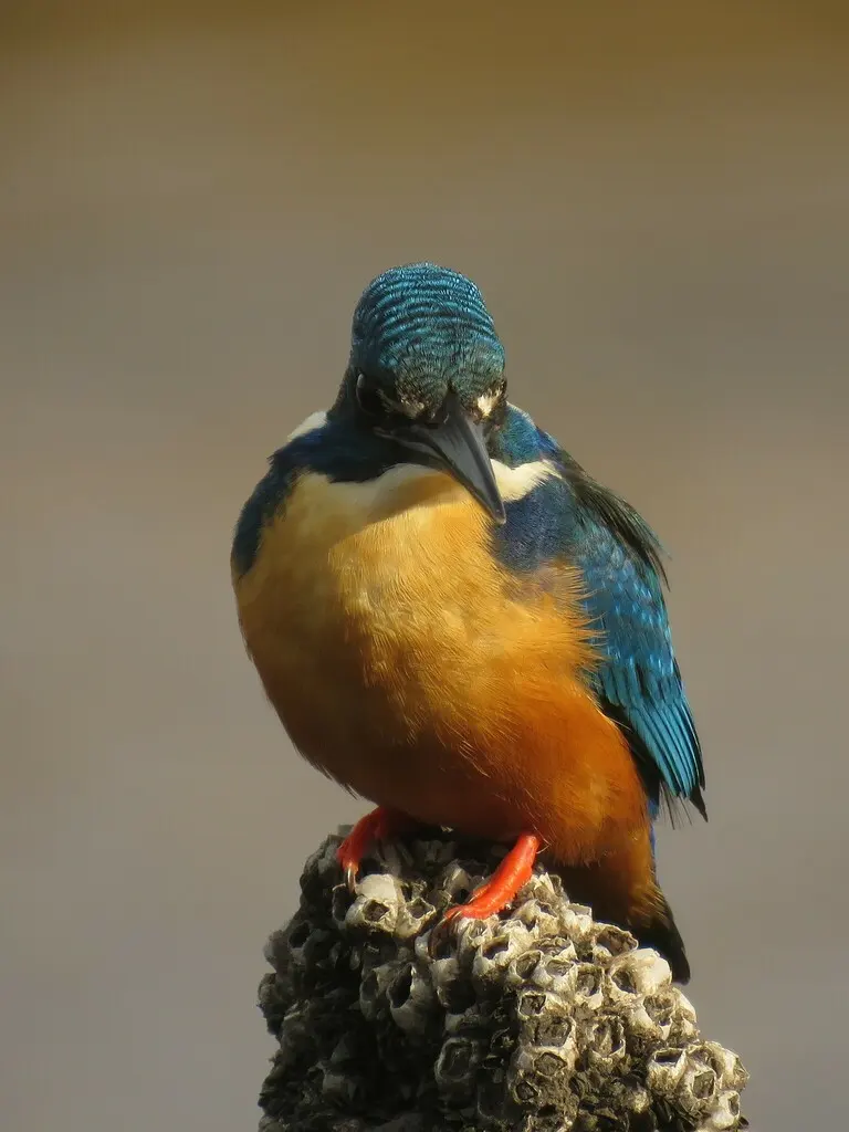 半领翠鸟(Alcedo semitorquata)