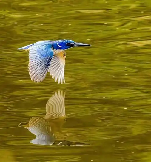 半领翠鸟(Alcedo semitorquata)