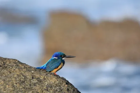 半领翠鸟
