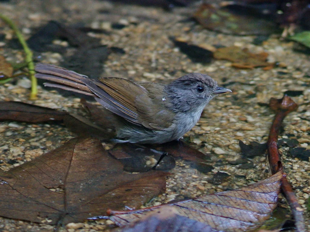褐雀鹛(Alcippe brunneicauda)