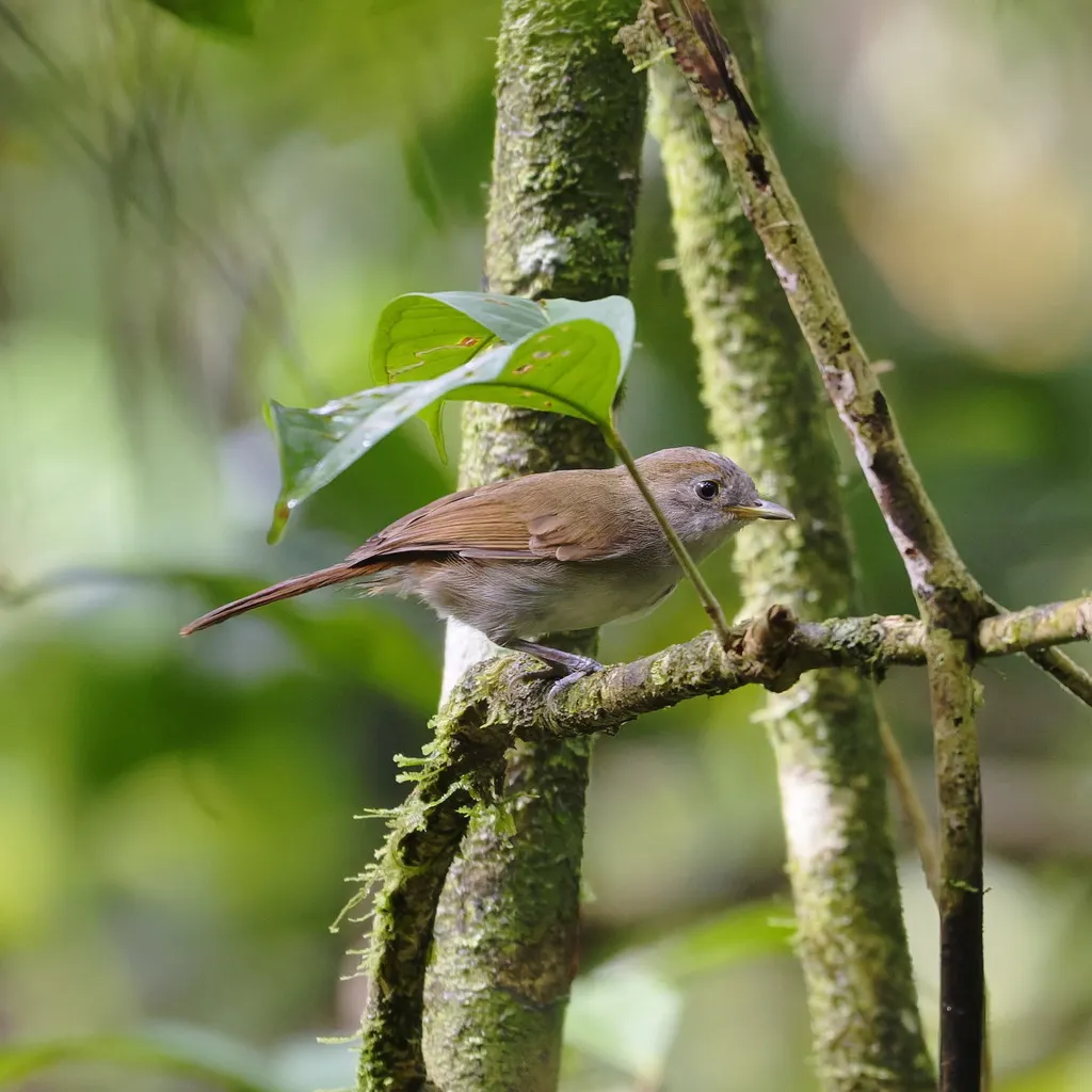 褐雀鹛(Alcippe brunneicauda)