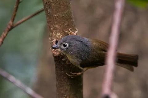 淡眉雀鹛
