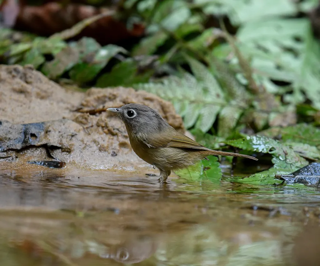 白眶雀鹛(Alcippe nipalensis)