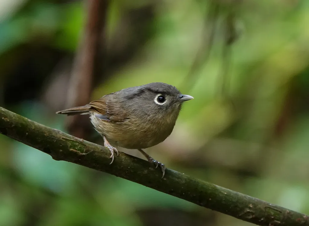 白眶雀鹛(Alcippe nipalensis)