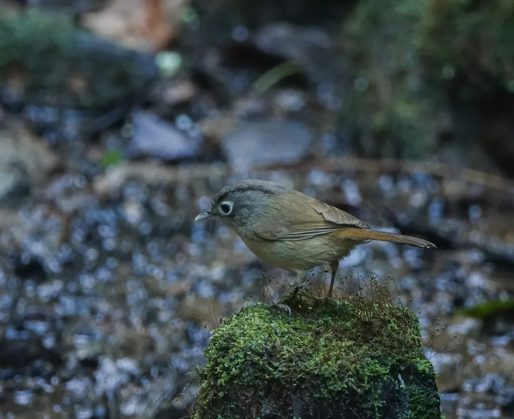 白眶雀鹛(Alcippe nipalensis)
