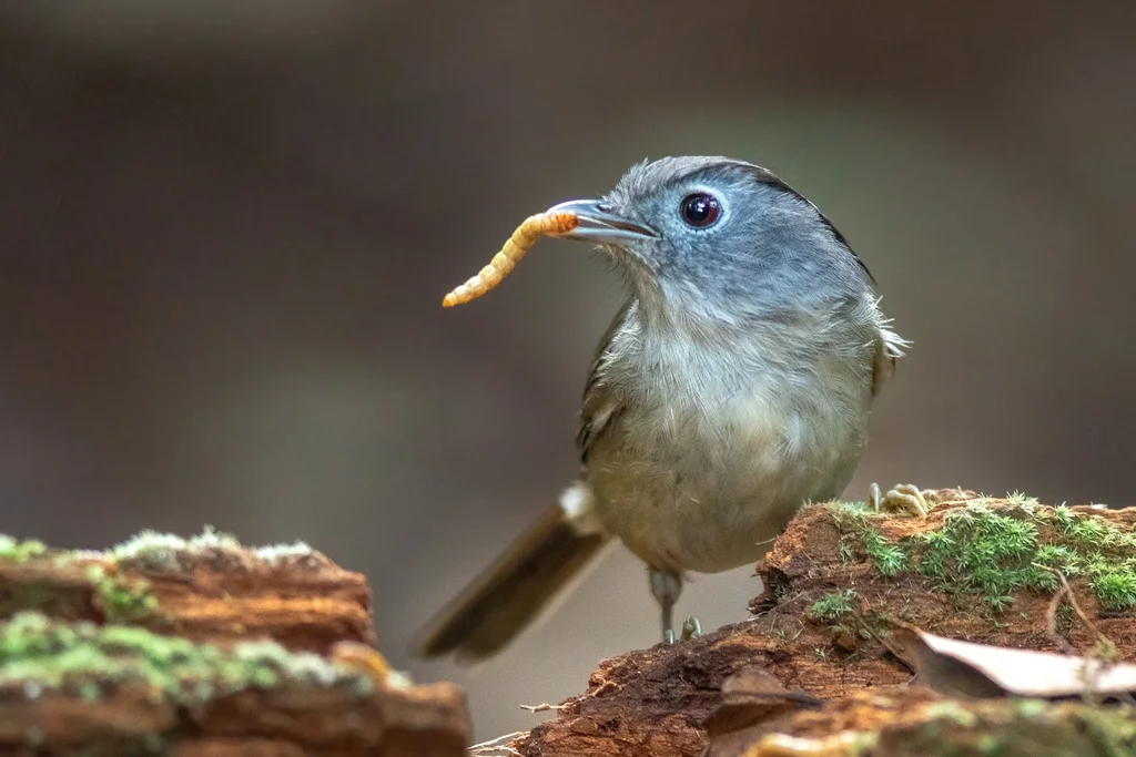 山雀鹛(Alcippe peracensis)