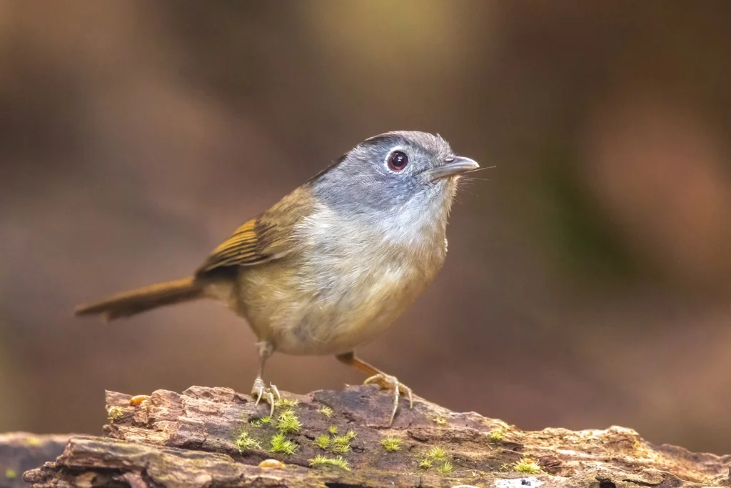 山雀鹛(Alcippe peracensis)