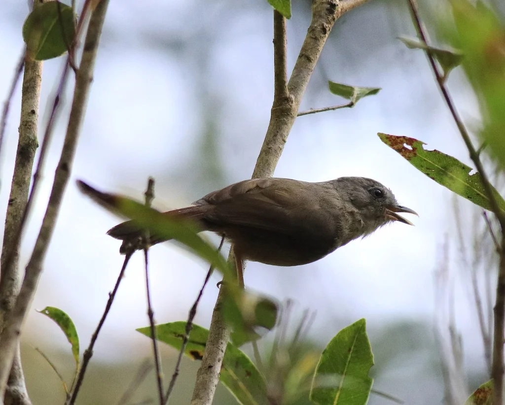 褐脸雀鹛(Alcippe poioicephala)
