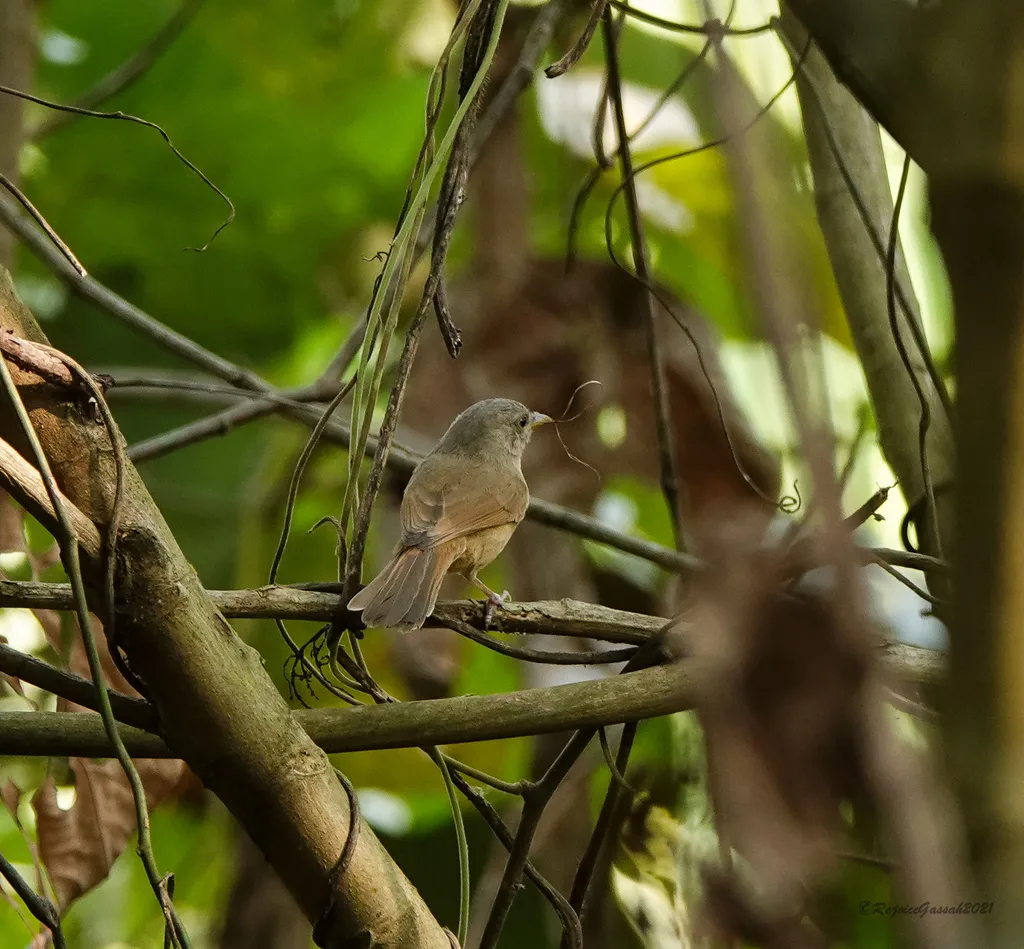 褐脸雀鹛（Alcippe poioicephala）