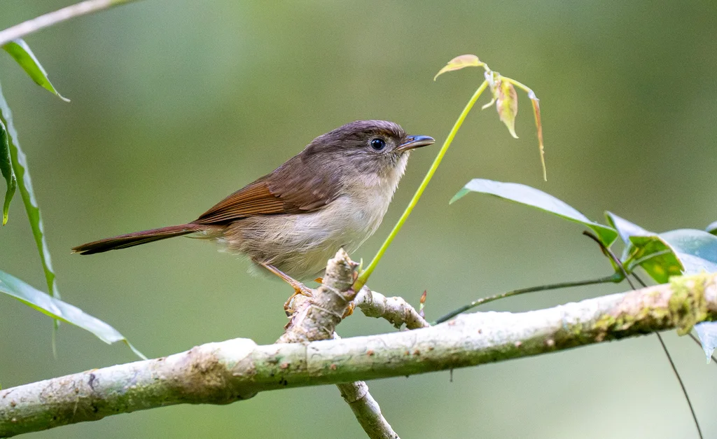 爪哇雀鹛（Alcippe pyrrhoptera）
