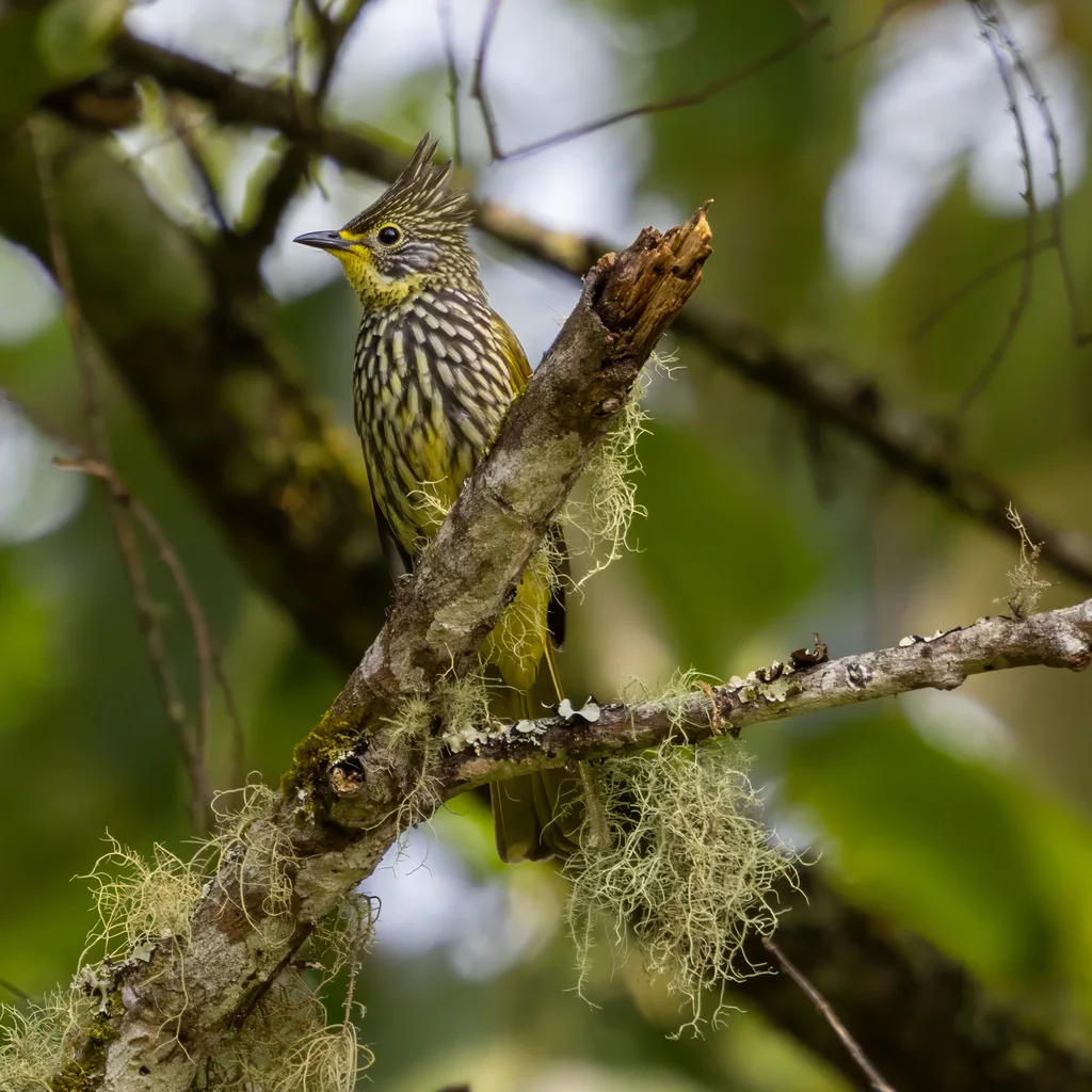 纵纹绿鹎(Alcurus striatus)
