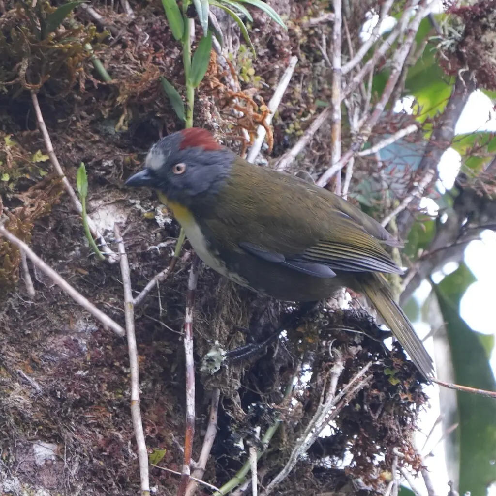 棕颈钟鹟(Aleadryas rufinucha)