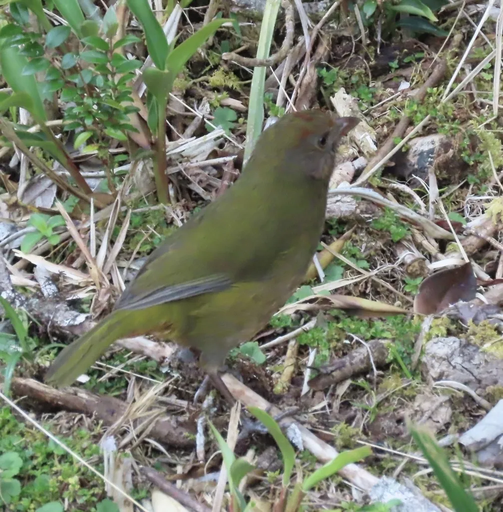 棕颈钟鹟(Aleadryas rufinucha)