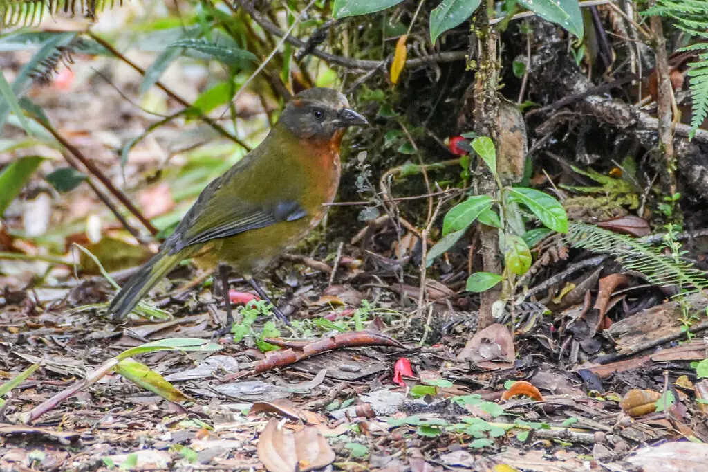 棕颈钟鹟(Aleadryas rufinucha)
