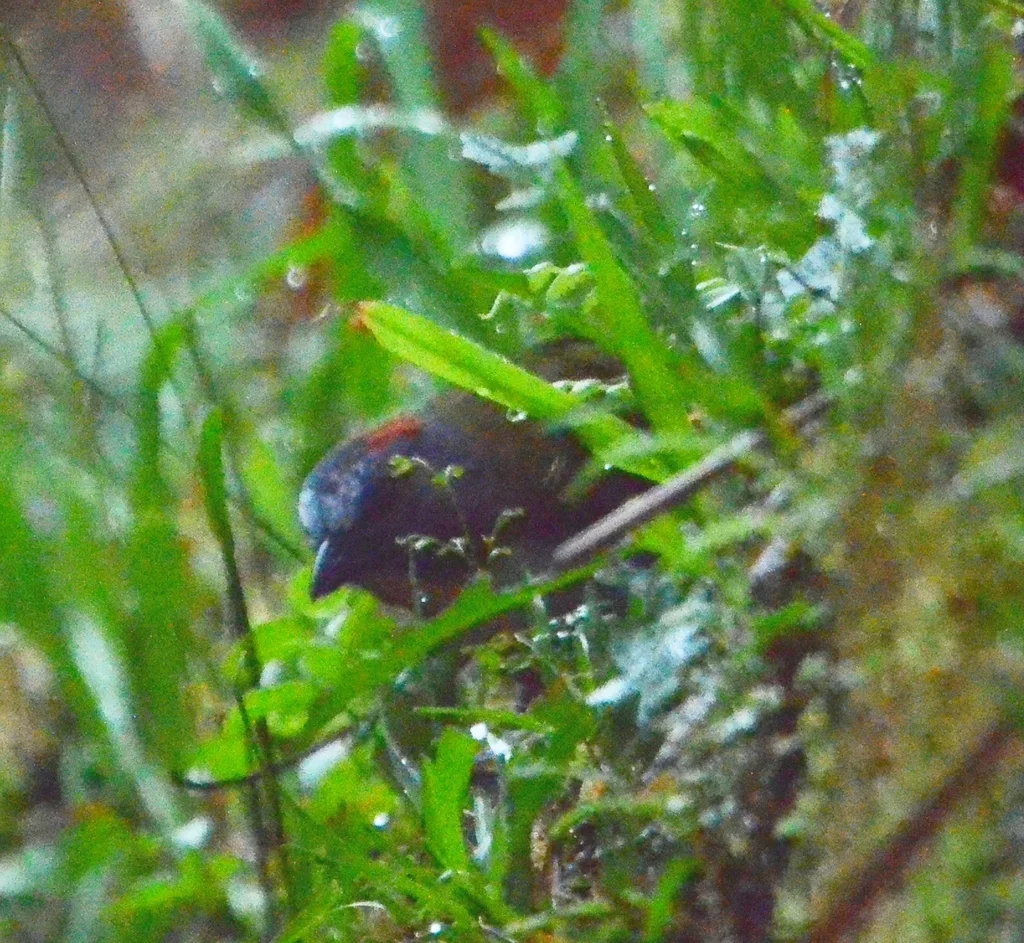 棕颈钟鹟(Aleadryas rufinucha)