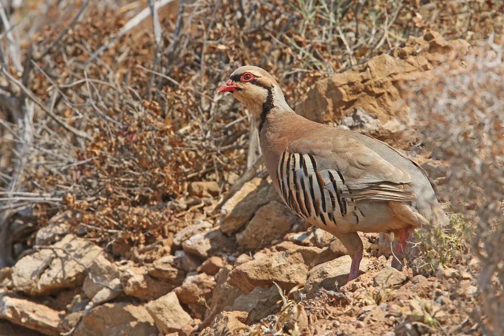 石鸡（Alectoris chukar）