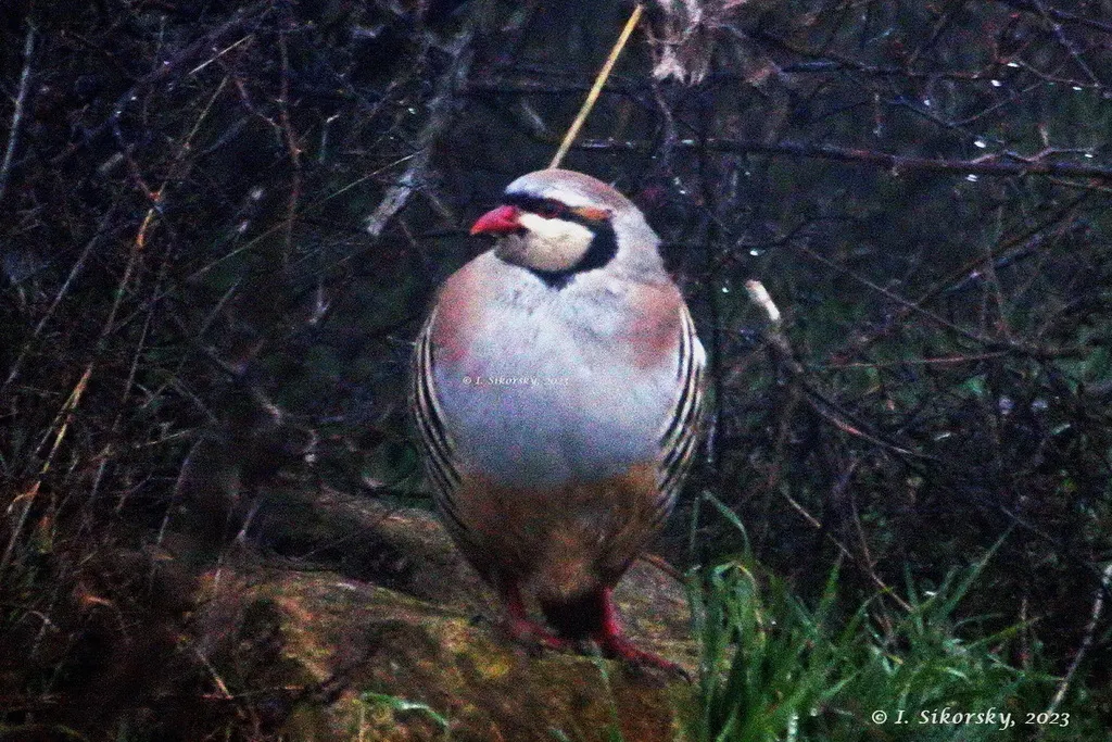 石鸡（Alectoris chukar）