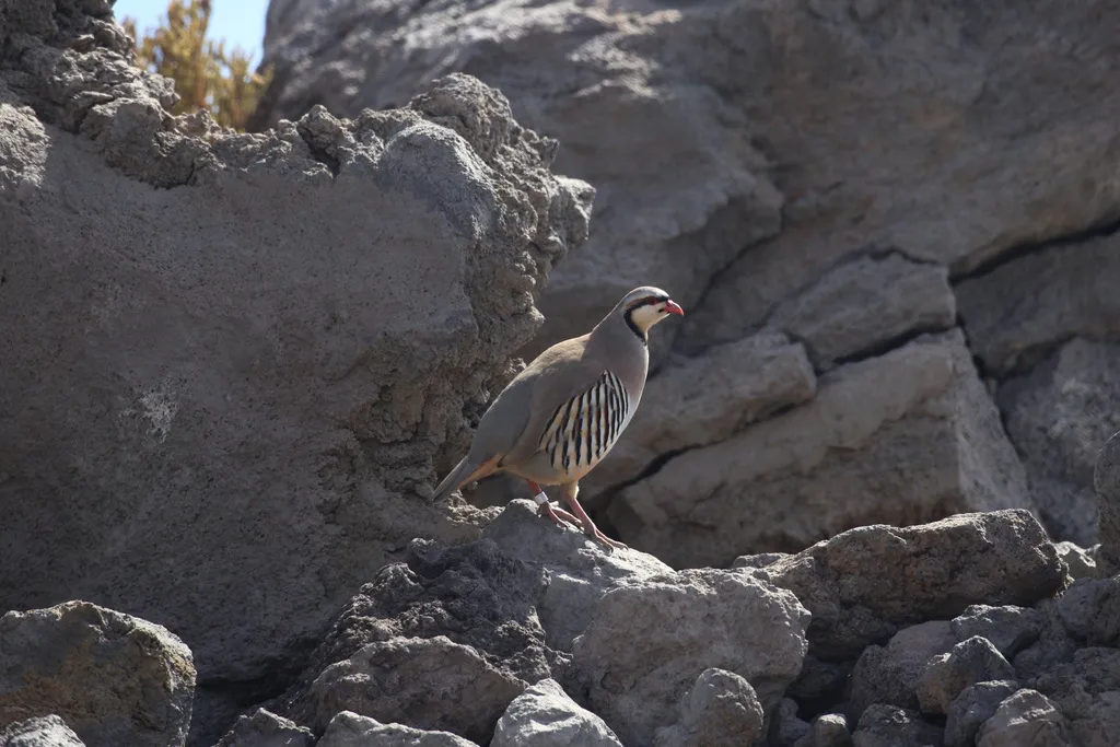 石鸡（Alectoris chukar）