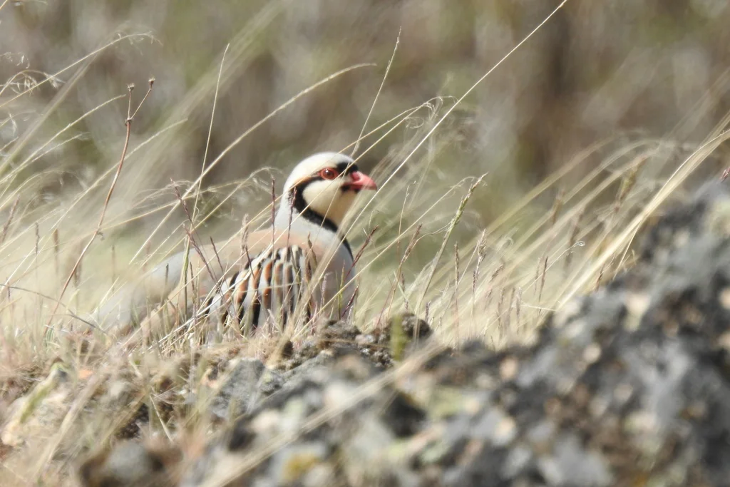 石鸡(Alectoris chukar)
