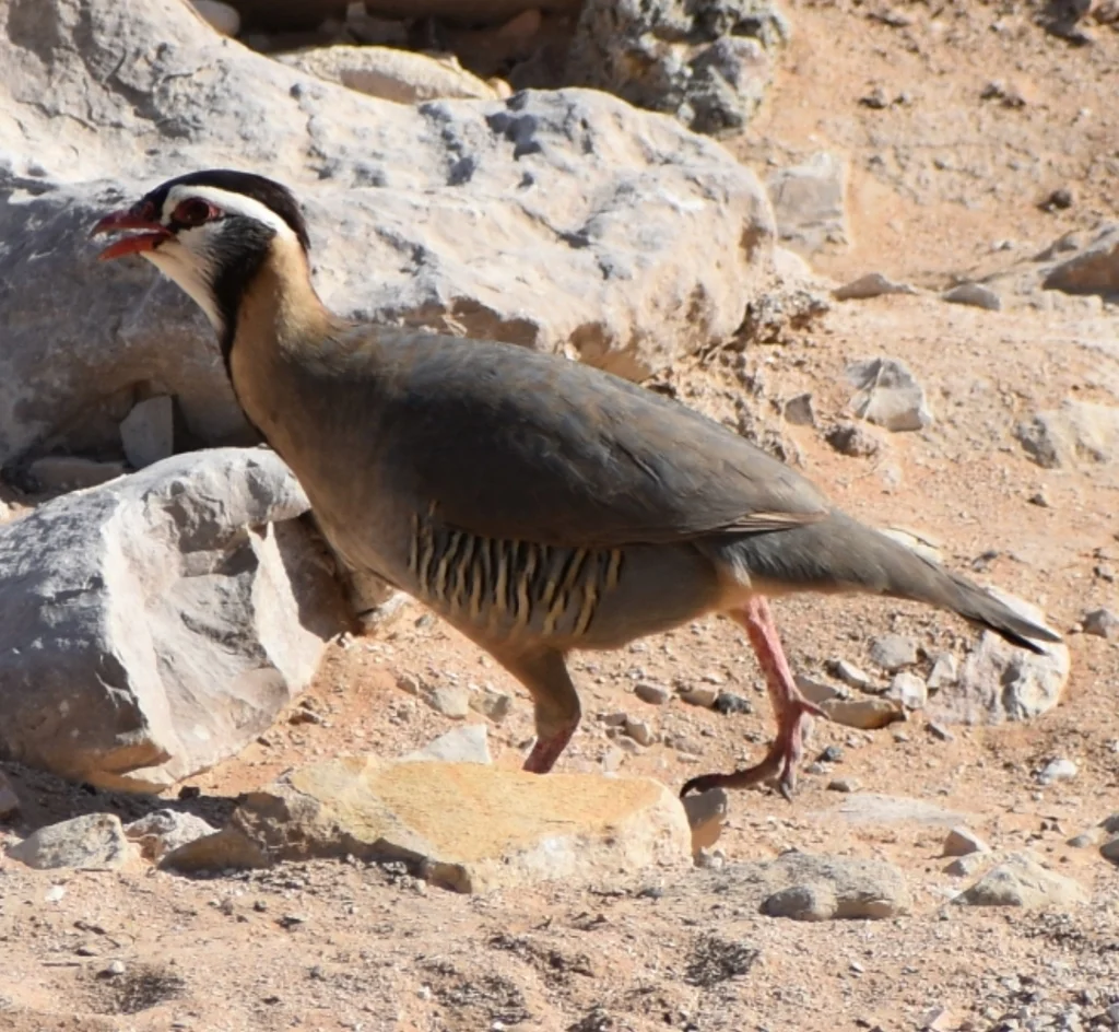 阿拉伯石鸡(Alectoris melanocephala)