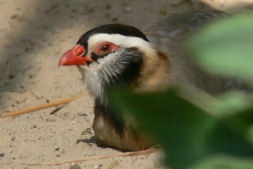 阿拉伯石鸡(Alectoris melanocephala)