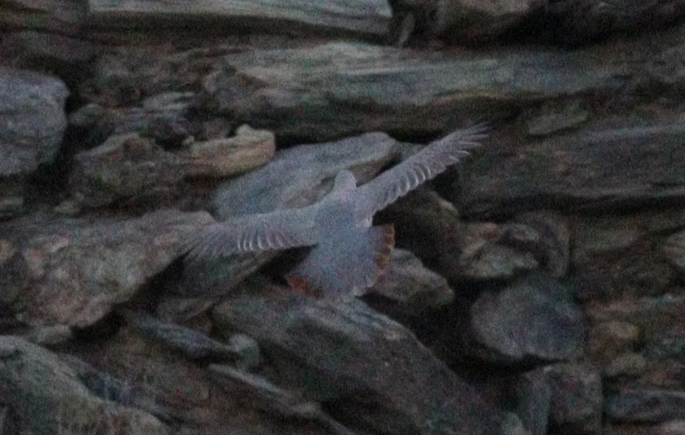 黑脸石鸡(Alectoris philbyi)