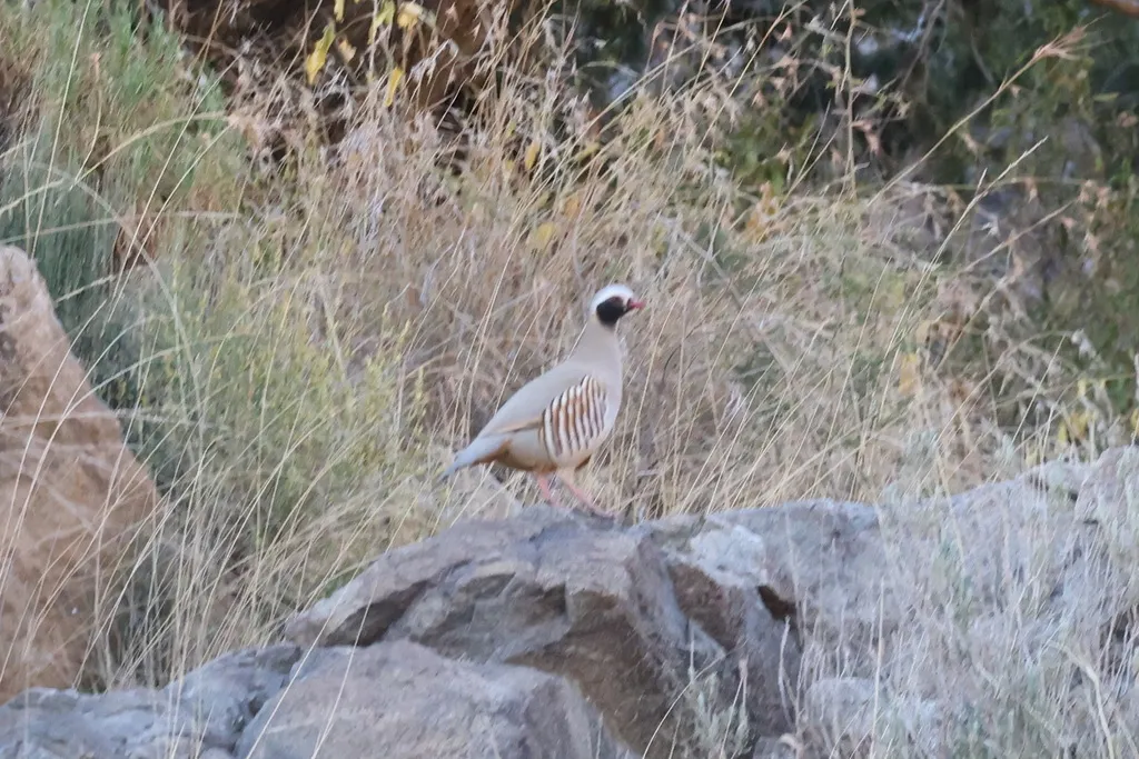 黑脸石鸡(Alectoris philbyi)
