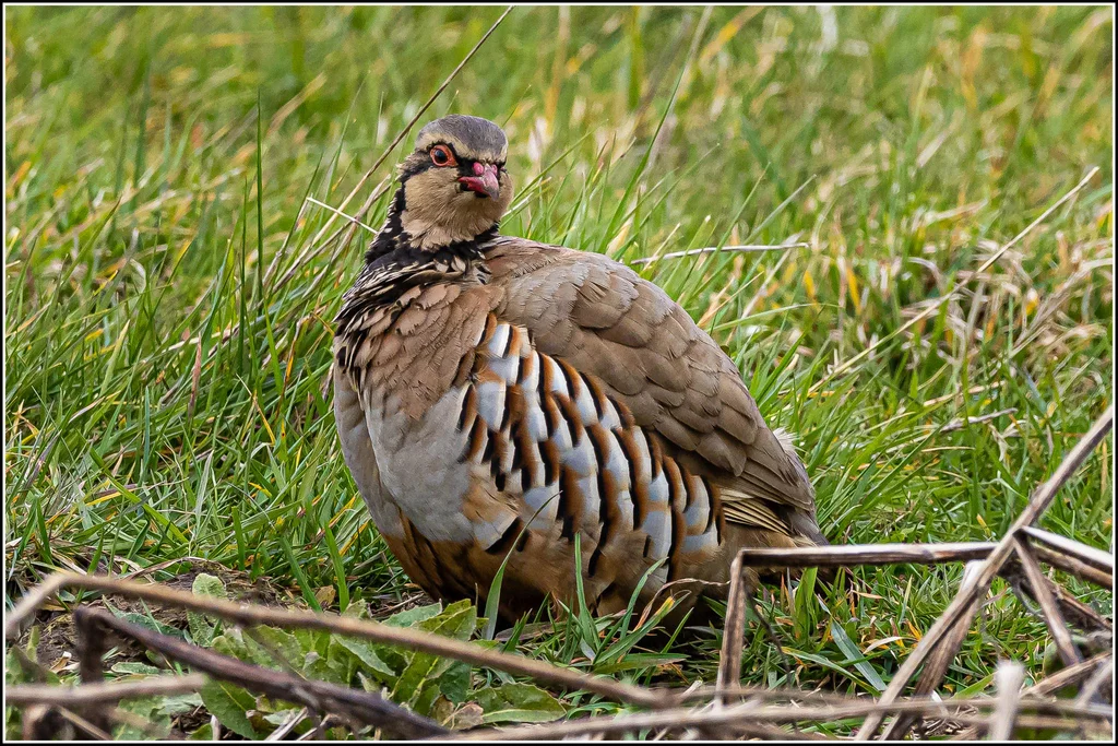 红腿石鸡(Alectoris rufa)